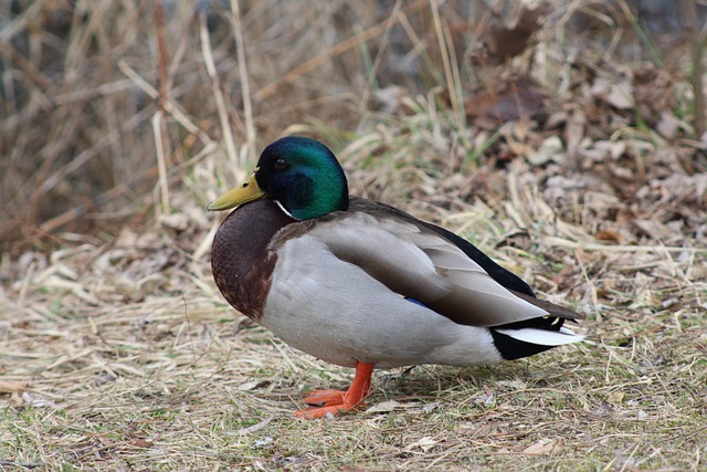 Ordfif og tanketricks: Krydsordsløsning for viderekomne