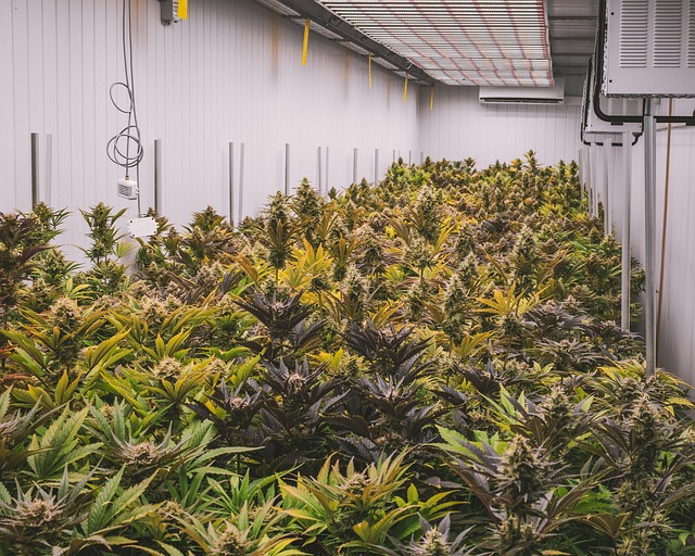 Naturligt slank med cannabis? Danske kvinder deler deres erfaringer